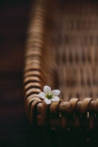 Close-up of white flowering plant on table