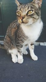 Close-up of stray cat sitting on sidewalk