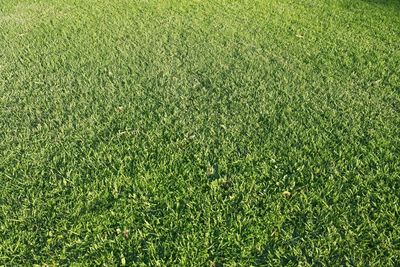 Full frame shot of grass