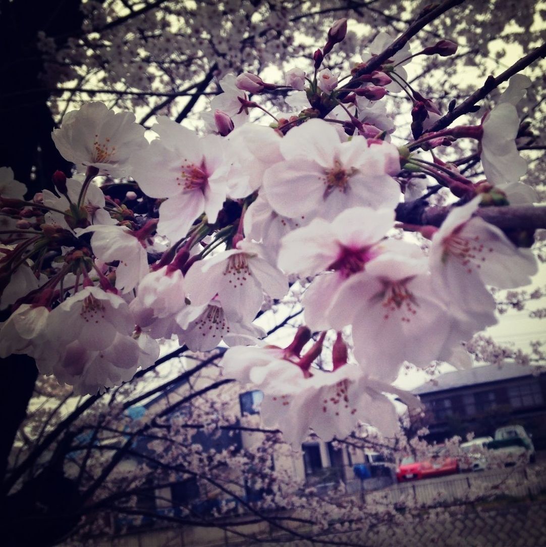 flower, branch, tree, cherry blossom, cherry tree, building exterior, blossom, built structure, fragility, architecture, pink color, low angle view, growth, fruit tree, freshness, nature, bare tree, day, springtime, beauty in nature