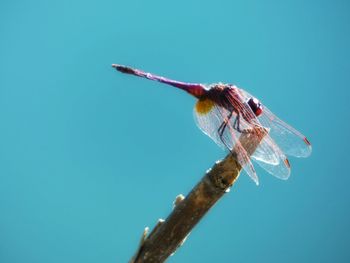 Close-up of insect perching on leaf against clear blue sky