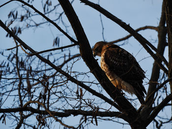Low angle view of eagle perching on tree