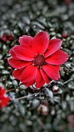 Close-up of red flower