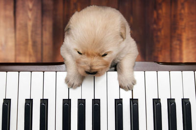 Close-up of a dog