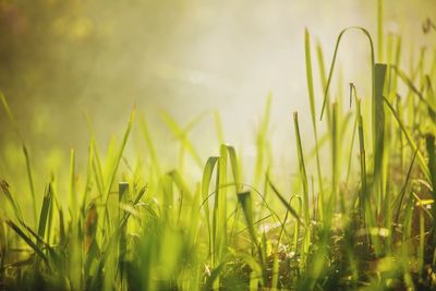 Close-up of crops growing on field