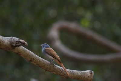 Close-up of bird perching on tree