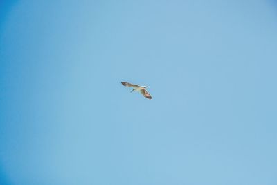 Low angle view of bird flying in sky