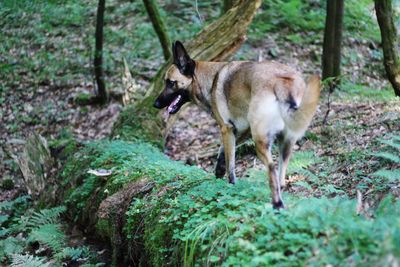 Dog standing in a forest