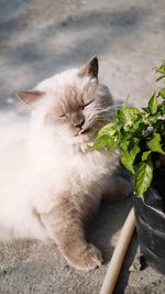 High angle view of cat looking away