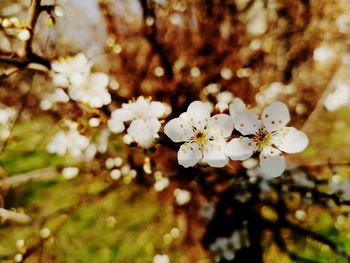 Close-up of cherry blossom