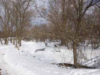 Bare trees on snow covered landscape