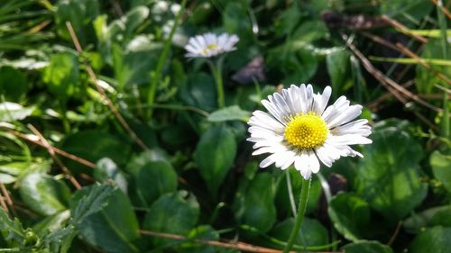 Close-up of white daisy flowers