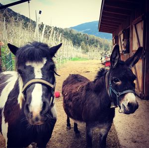 Portrait of horses standing by grass