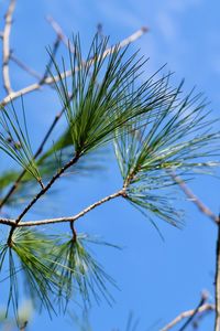 Low angle view of plant against sky