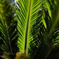 Close-up of palm tree