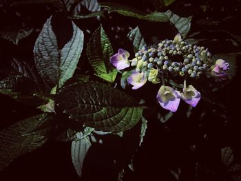 Close-up of flowers