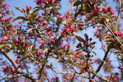 Low angle view of flowers blooming on tree