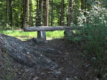 Trees growing in forest