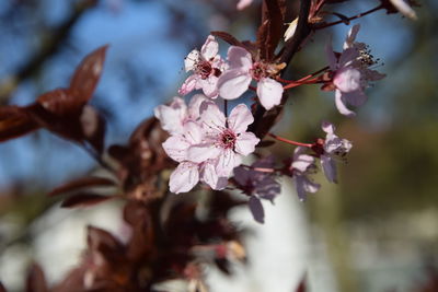 Close-up of pink cherry blossoms in spring