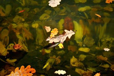 High angle view of leaves floating on lake