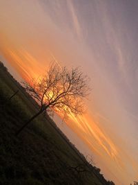 Silhouette of tree at sunset