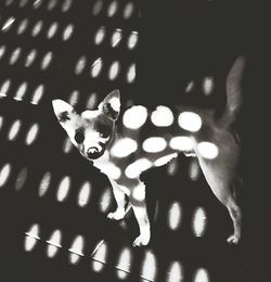 Close-up portrait of black cat