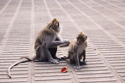 Monkeys sitting on footpath