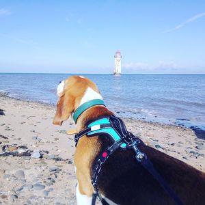 Close-up of dog on beach against sky