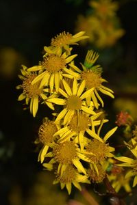 Close-up of yellow flowers