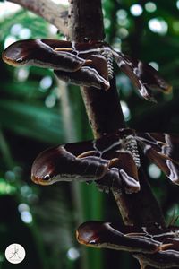 Close-up of lizard on tree