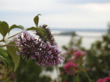 Close-up of pink flowering plant against sky