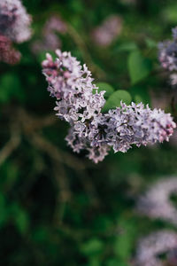 Close-up of white flowering plant