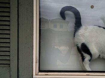 Cat looking up