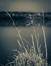 Close-up of grass against sky during winter
