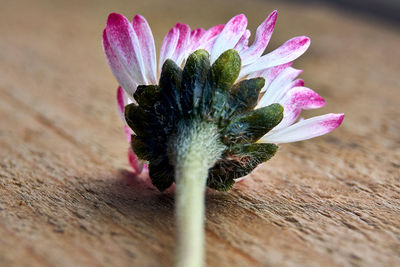 Close-up of pink flower on table