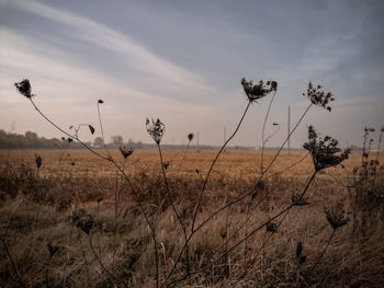 Dry plants on field against sky