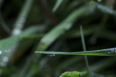 Close-up of wet plant