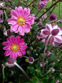 Close-up of pink flowers blooming outdoors