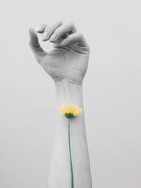 Cropped image of hand with flower over white background