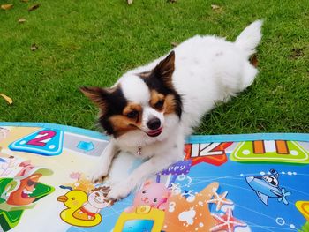 High angle view of dog on field laying down on the mat with happy face