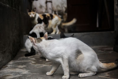 View of cat