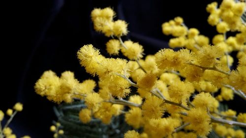 Close-up of yellow flowers growing on tree