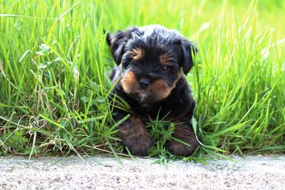 Dog sitting on grass