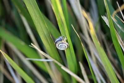 Close-up of snail on grass