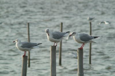 Seagulls perching on wooden post