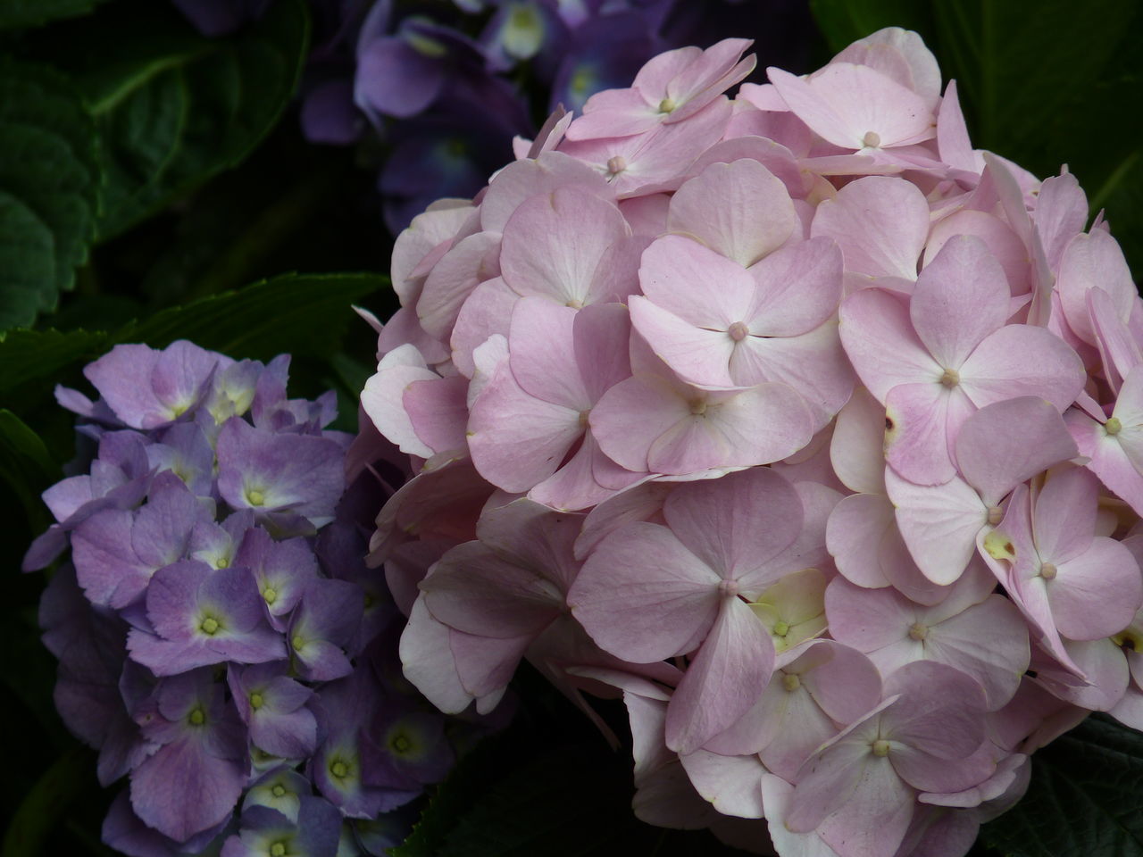 CLOSE-UP OF FRESH PURPLE HYDRANGEA FLOWERS