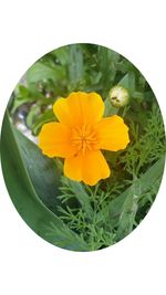 Close-up of yellow flower