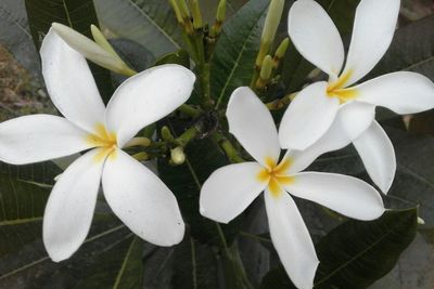 Close-up of white flower