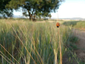 Close-up of ladybug on grass