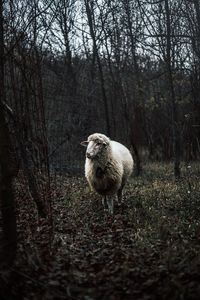 Sheep standing on bare trees in forest during winter